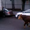Video: Escaped Bull Runs For Its Life Through Queens 